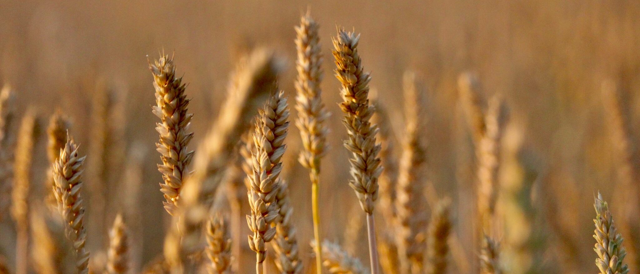 WhatsApp Bild 2025-07-28 um 10.46.27_41852d9f